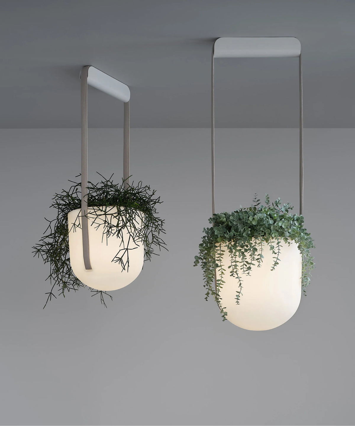 Flexxica Jungle pendant light with plant